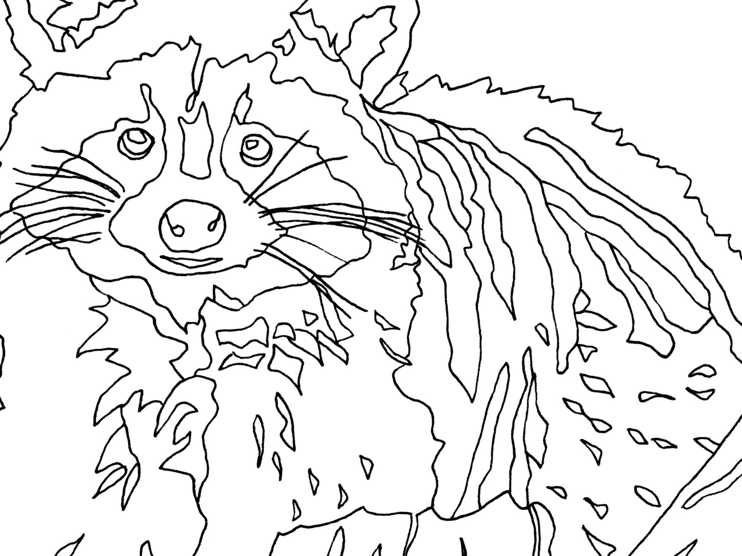 Raccoon Art Print. State Symbol Raccoon