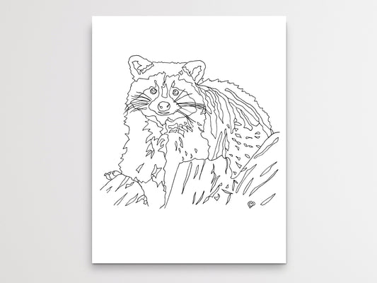 Raccoon Art Print. State Symbol Raccoon