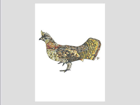 Ruffed Grouse Watercolor Print