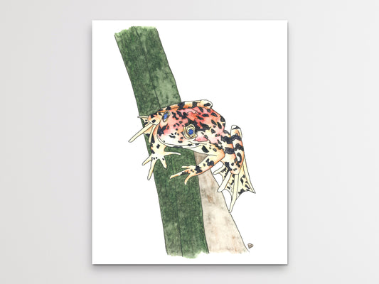 California State Frog. Red-Legged Frog Watercolor Art Print