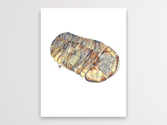 Trilobite Fossil Watercolor Print
