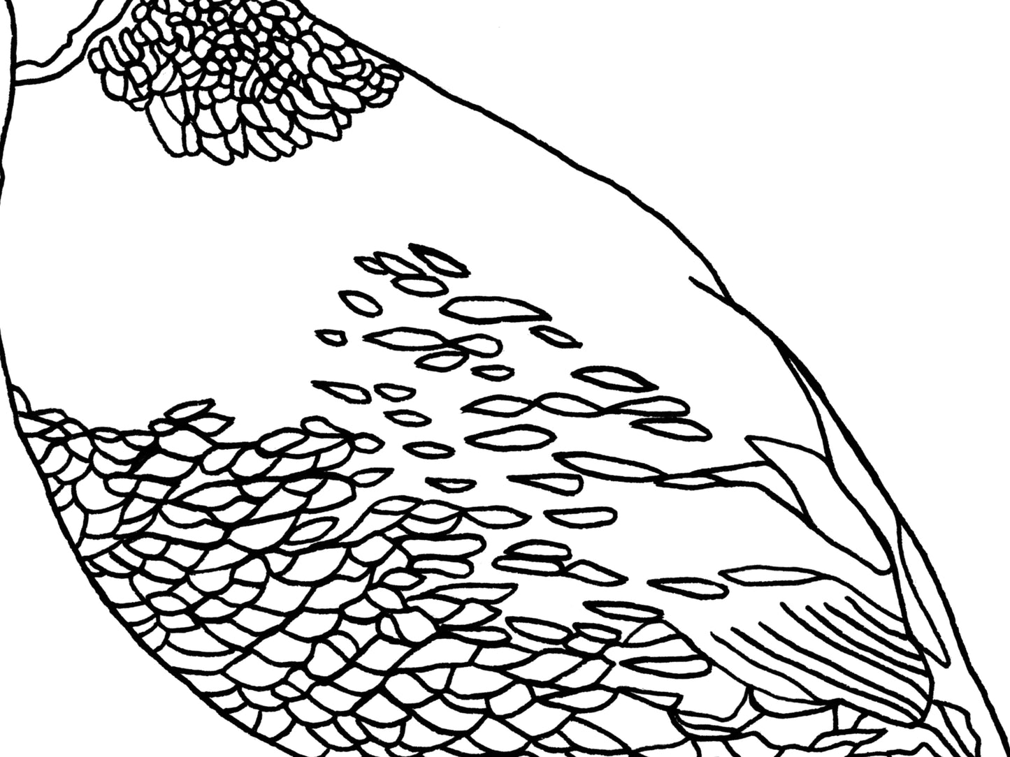 State Bird. Quail Line Art Print. State Symbol Art