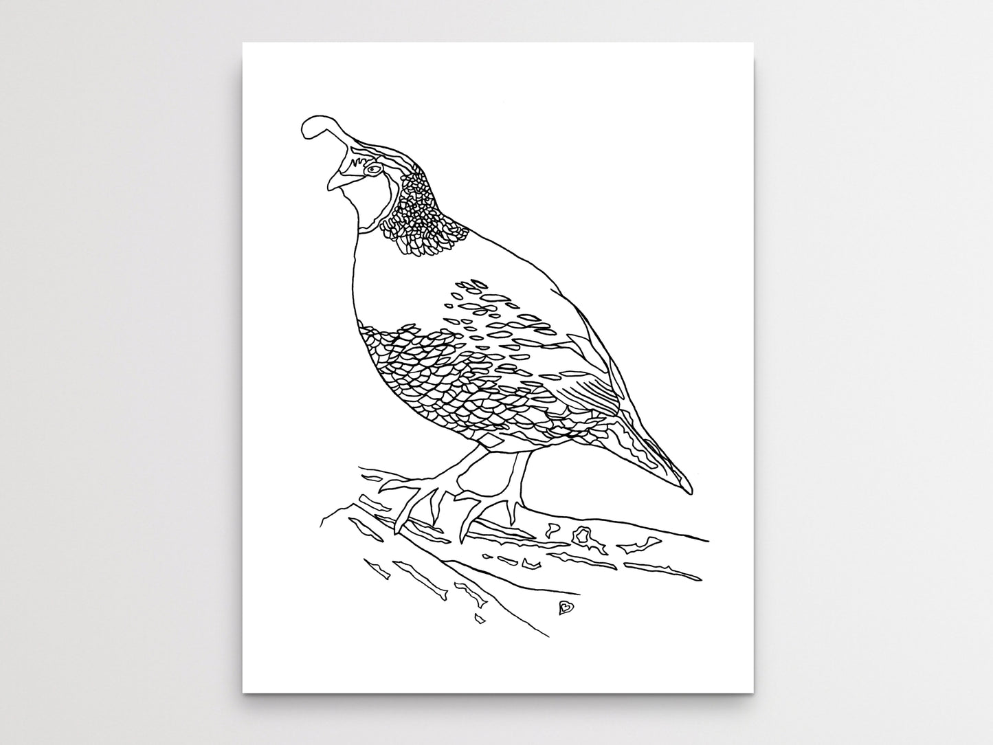 State Bird. Quail Line Art Print. State Symbol Art