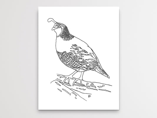 State Bird. Quail Line Art Print. State Symbol Art