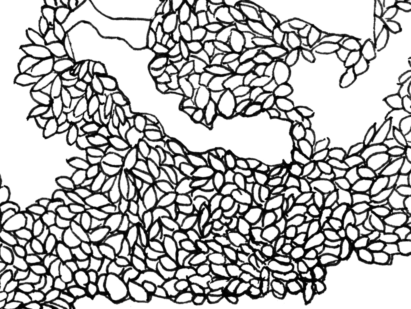 Carpinteria Beach Line Art Print