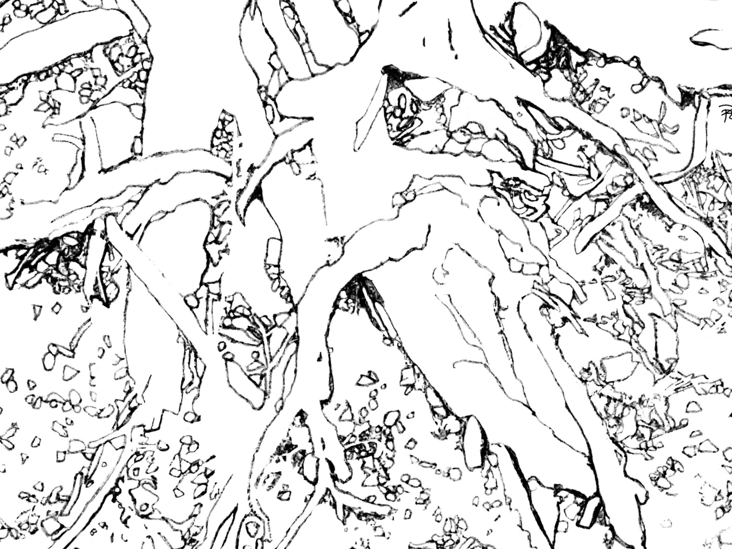 Tree Roots Line Art Print