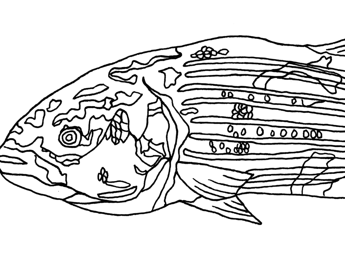 Maryland State Fish. Rockfish Art Print. Maryland State Symbol Art