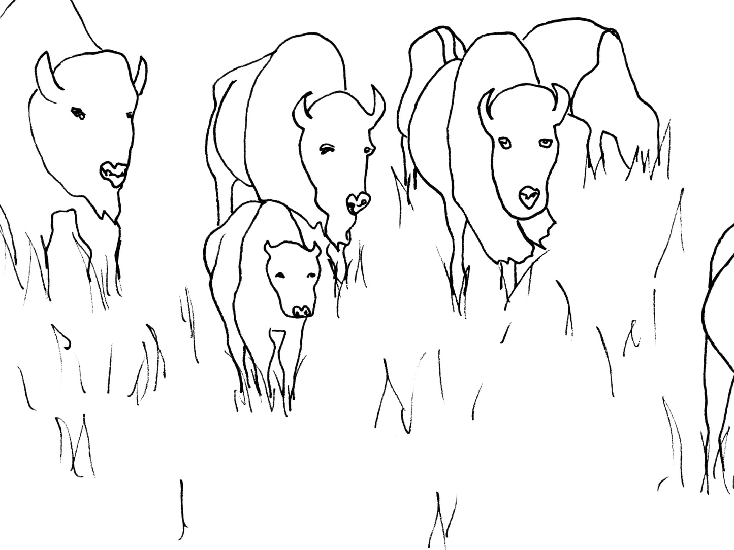 Oklahoma State Buffalo Line Art Print