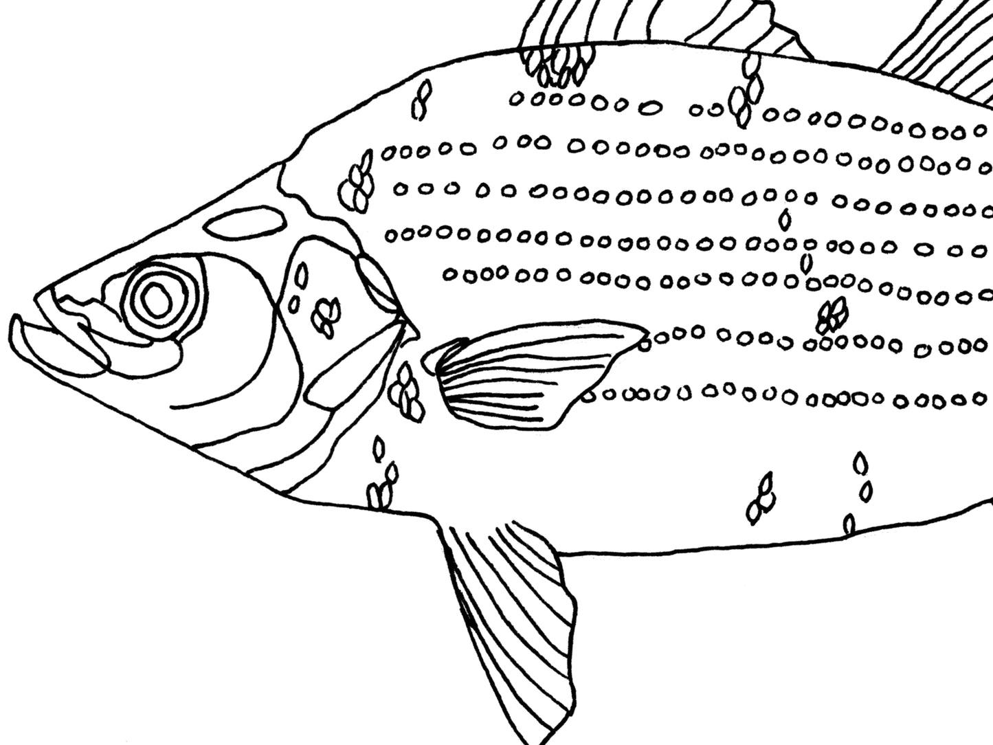 Oklahoma State Fish. White Bass Art Print. Oklahoma State Symbol Art