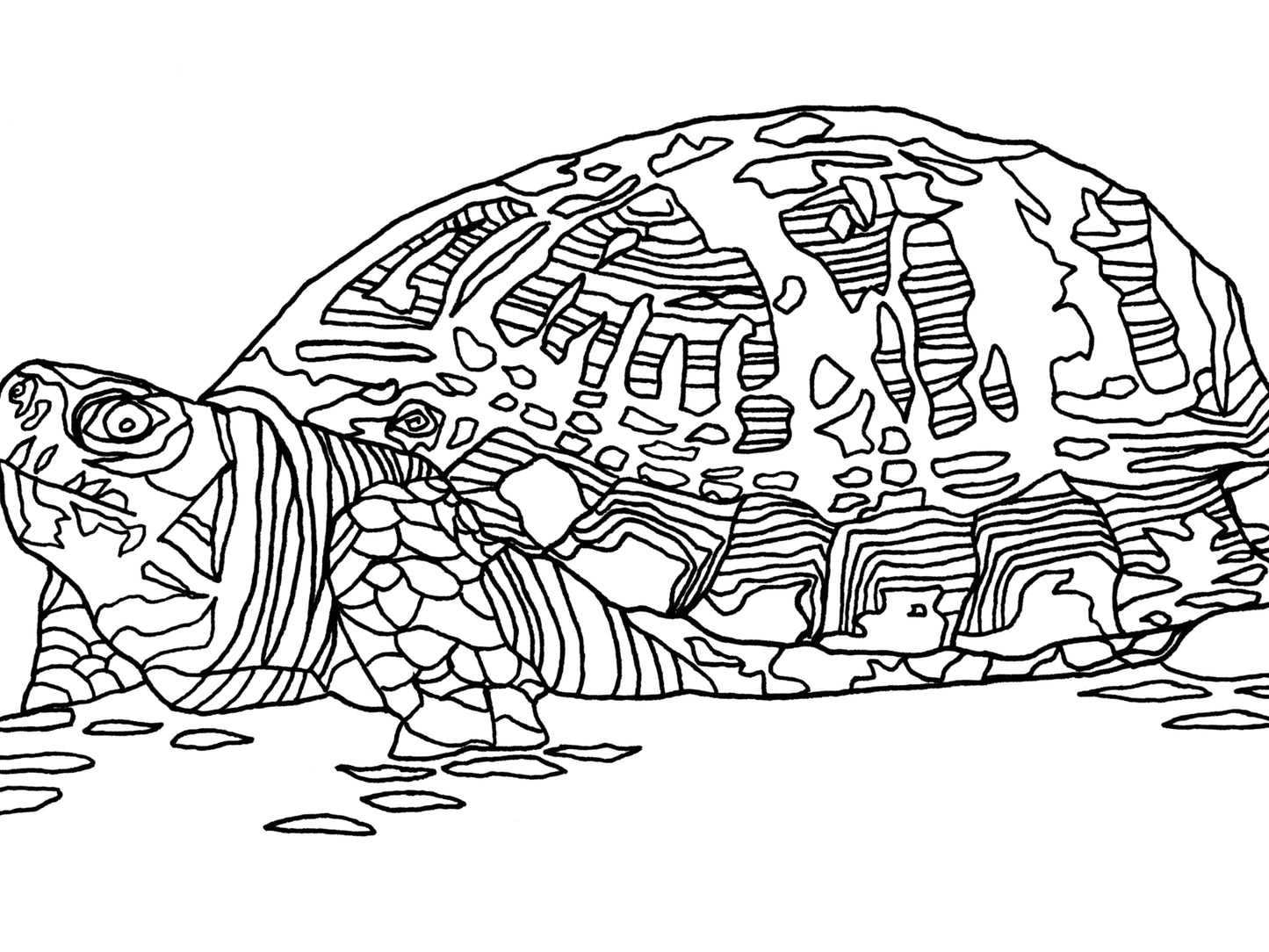 Pennsylvania State Turtle. Eastern Box Turtle Line Art Print