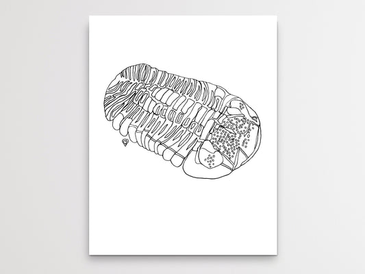 Trilobite Fossil Art Print. Phacops Rana Fossil. State Symbol Art