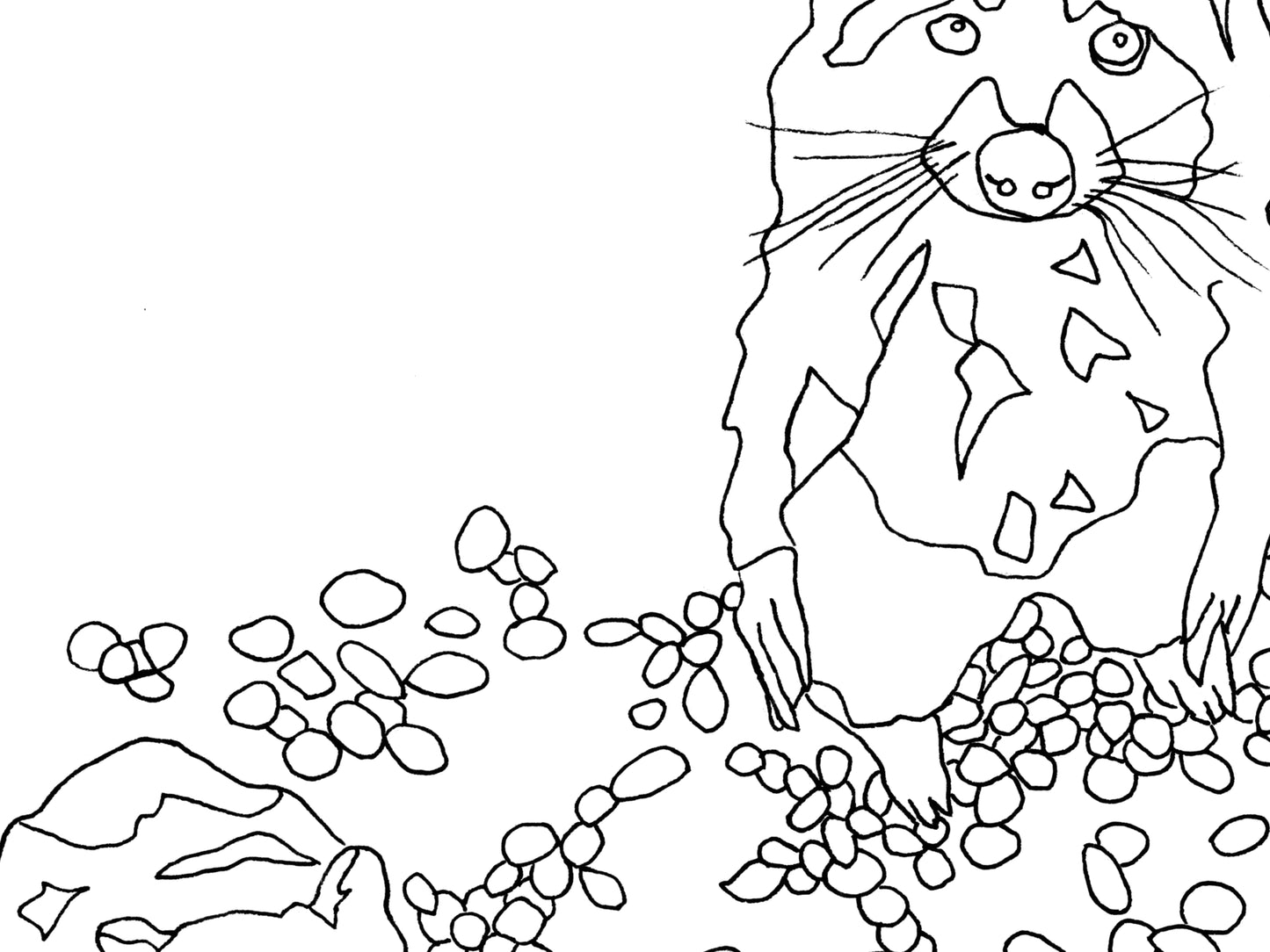 Raccoon Art Print