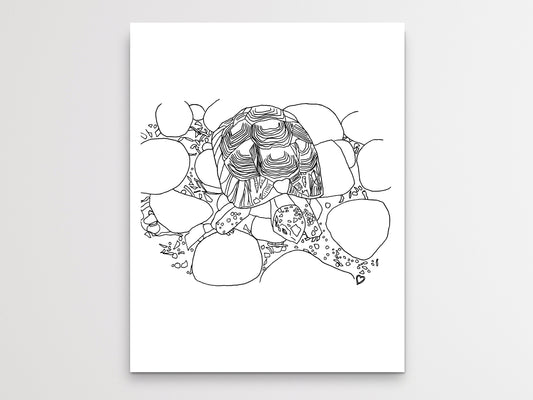 Turtle Art Print