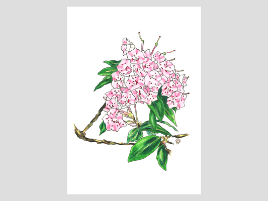 Mountain Laurel Watercolor Print