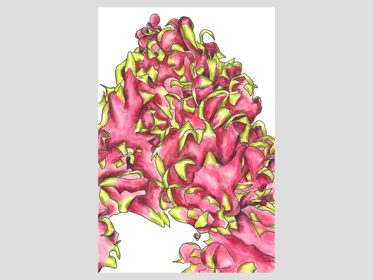 Dragon Fruit Art Print