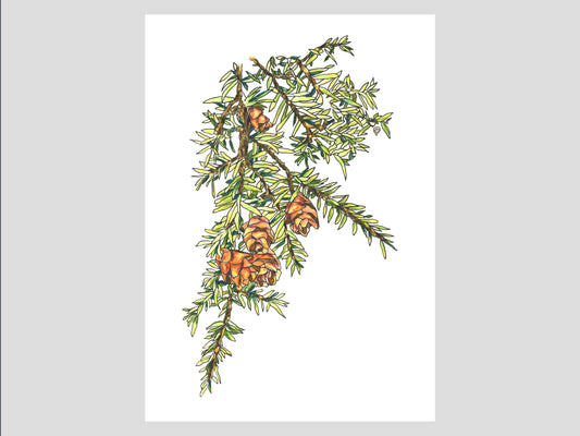 Eastern Hemlock Watercolor Print